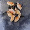 Les Pinces de Tourteaux cuites