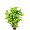 La Menthe 15g "Infarm"