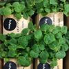 Le Shiso vert "Infarm"