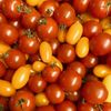 La Tomate cerise panachée