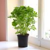Le Basilic à grosses feuilles en pot HVE