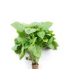 Le Basilic thaï 15g "Infarm"