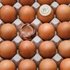 Les 6 Véritables œufs coquille au praliné 330g "Hugo et Victor"