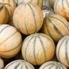Le Melon brodé charentais