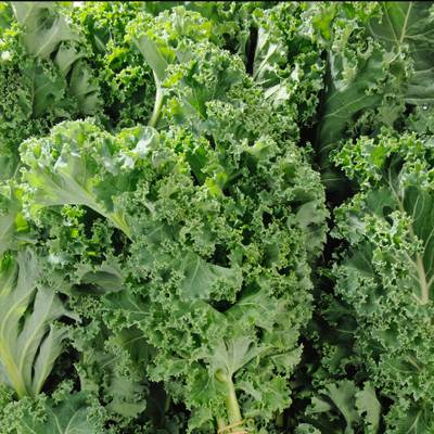 le chou kale