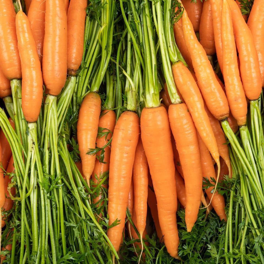 La Carotte fane | mon-marché.fr | Produits Frais