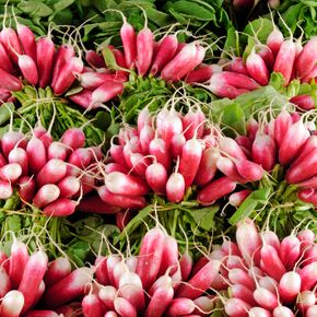 Carottes, crudités et radis