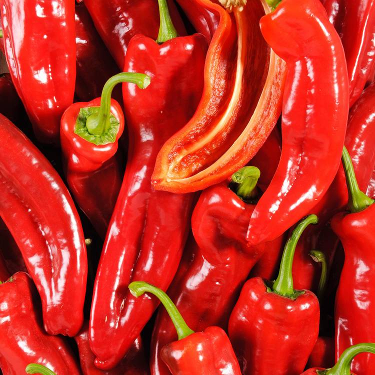 Le Poivron rouge corne de bœuf \