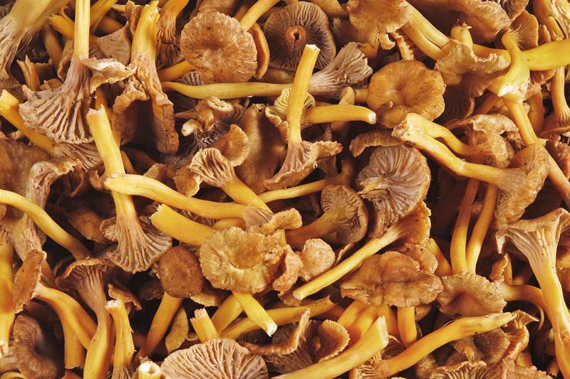 La Chanterelle grise monmarché.fr