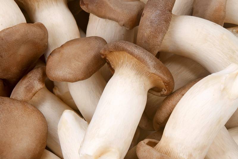 L'Eryngii monmarché.fr