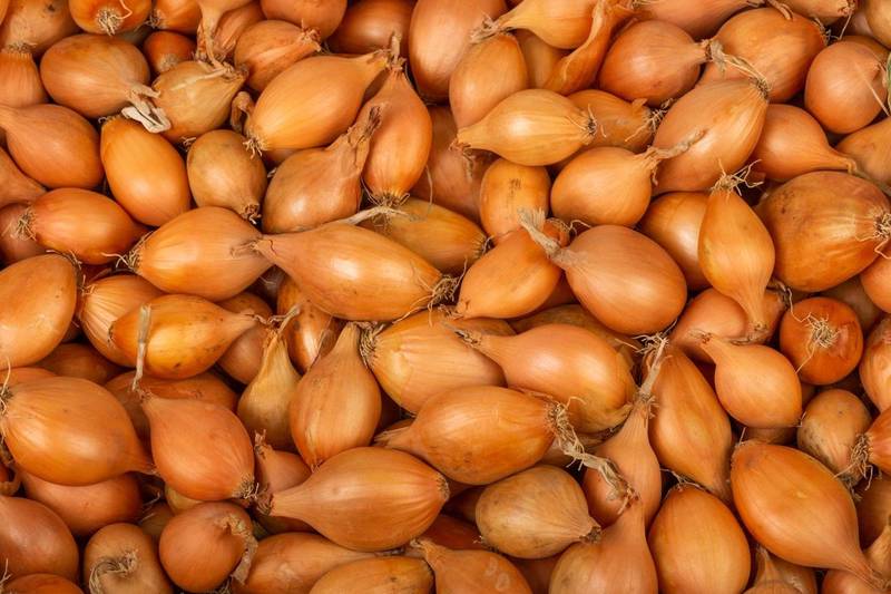 L'Oignon saucier monmarché.fr