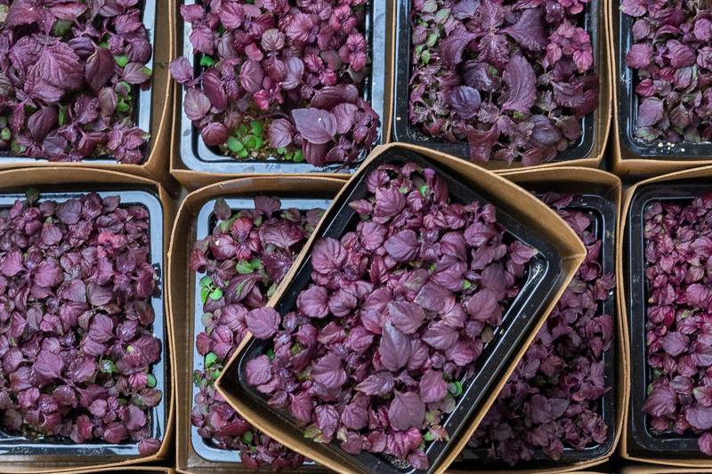 Les Micropousses de shiso rouge 5g Mon Marché