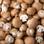 Champignons