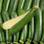 Aubergines et courgettes