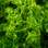 Herbes aromatiques