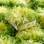 Salades