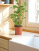 9474 - La Menthe en pot HVE.jpg