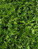 8750 PERSIL FRISE BOTTE 3.jpg