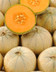 MELON PHILIBON.jpg