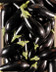 8156 bis Aubergines noire.jpg