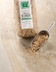 133015 LENTILLE BLONDE GRAIN DE FRAIS PAQUET 1 KG.jpg