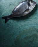 la-daurade-royale-d-elevage-videe