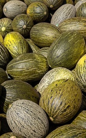 Le Melon vert Piel Sapo BIO
