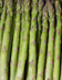 8146_Asperge verte petite botte.jpg