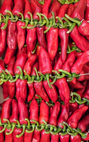 Le Piment d'Espelette en grappe