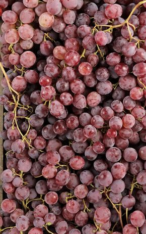 Le Raisin red globe BIO