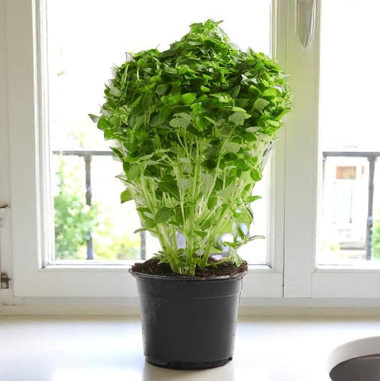 Le Basilic à petites feuilles en pot HVE