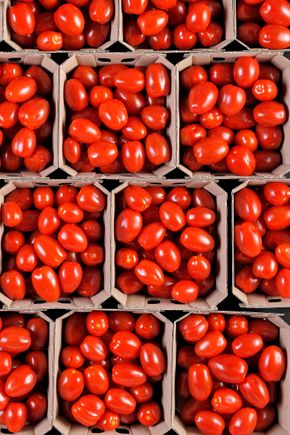 La Tomate cerise rouge