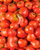 la-tomate-coeur-de-boeuf-selection-variete-ancienne