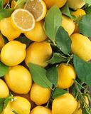 le-citron-feuille-syracuse