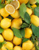 10385 CITRON FEUILLE SYRACUSE.jpg