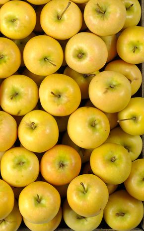 La Pomme primgold BIO