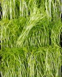 les-graines-germees-de-pois