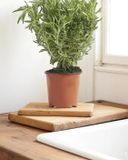 le-romarin-en-pot-hve