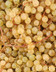 10067 raisin blanc .jpg