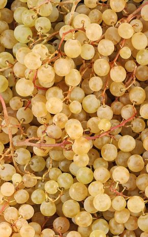 Le Raisin blanc italia BIO
