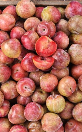 La Prune rouge Lovita BiO