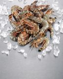 les-gambas-crues-16-20