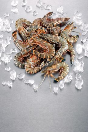 Les Gambas crues 16/20