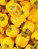 10247 POIVRON JAUNE BIO VRAC PCE.jpg