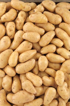 La Pomme de terre BIO non lavée Acoustic