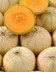MELON PHILIBON.jpg