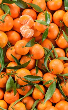 La Clémentine Corse IGP