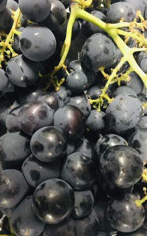 Le Raisin noir lavallée BIO