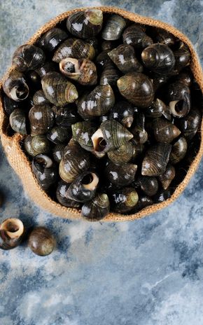 Les Bigorneaux cuits