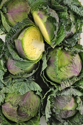 Le Chou frisé de Pontoise